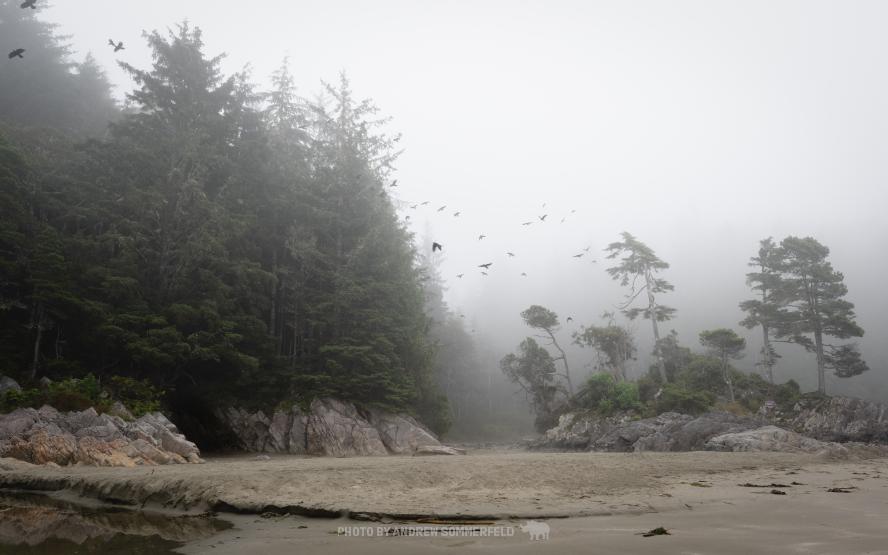 A Murder on Tonquin Beach by Andrew Sommerfeld