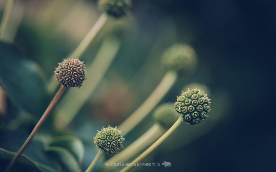 Alien Shapes by Andrew Sommerfeld