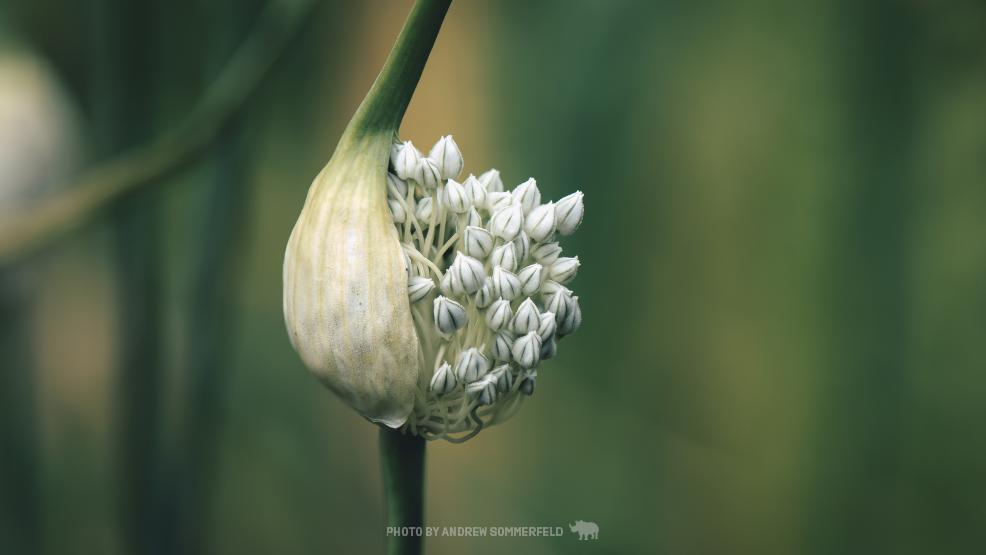 Crowded by Andrew Sommerfeld