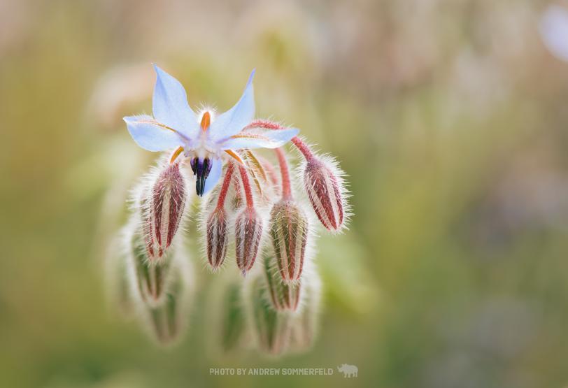 Edible by Andrew Sommerfeld