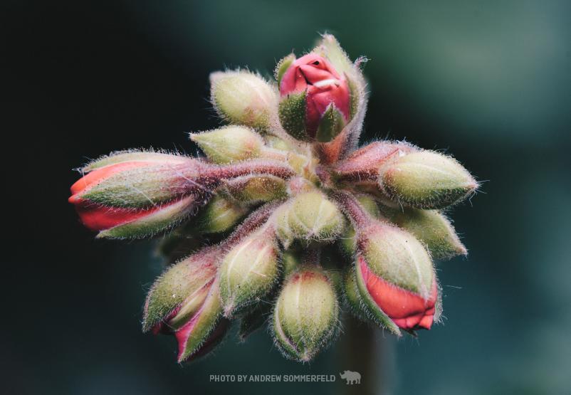Fuzzy Cluster by Andrew Sommerfeld
