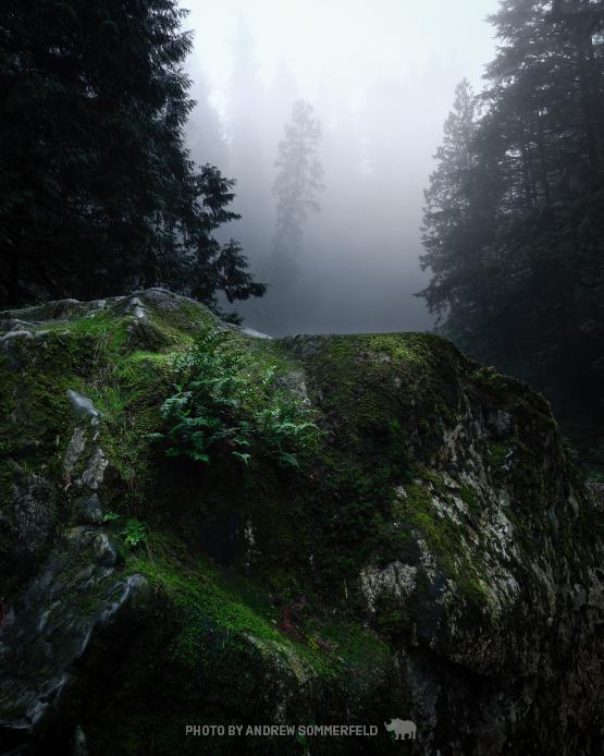 Good Morning, Canyon by Andrew Sommerfeld