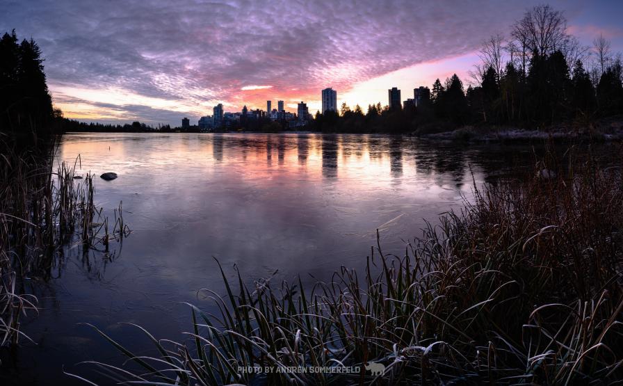 Good Morning, Lost Lagoon by Andrew Sommerfeld
