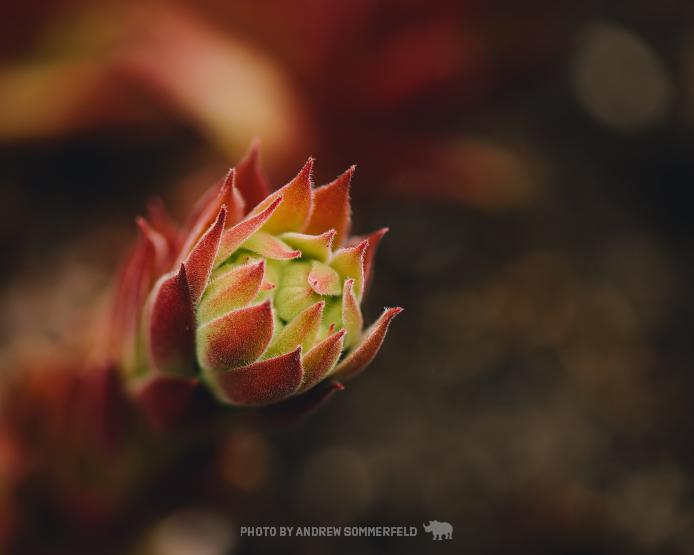 Green Fireball by Andrew Sommerfeld