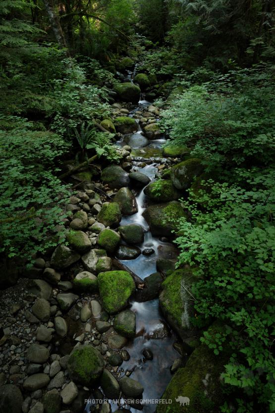 Peaceful Trickle by Andrew Sommerfeld