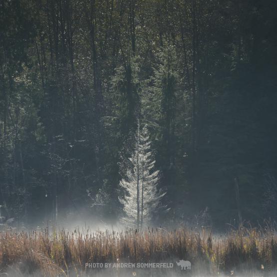 Standout by Andrew Sommerfeld