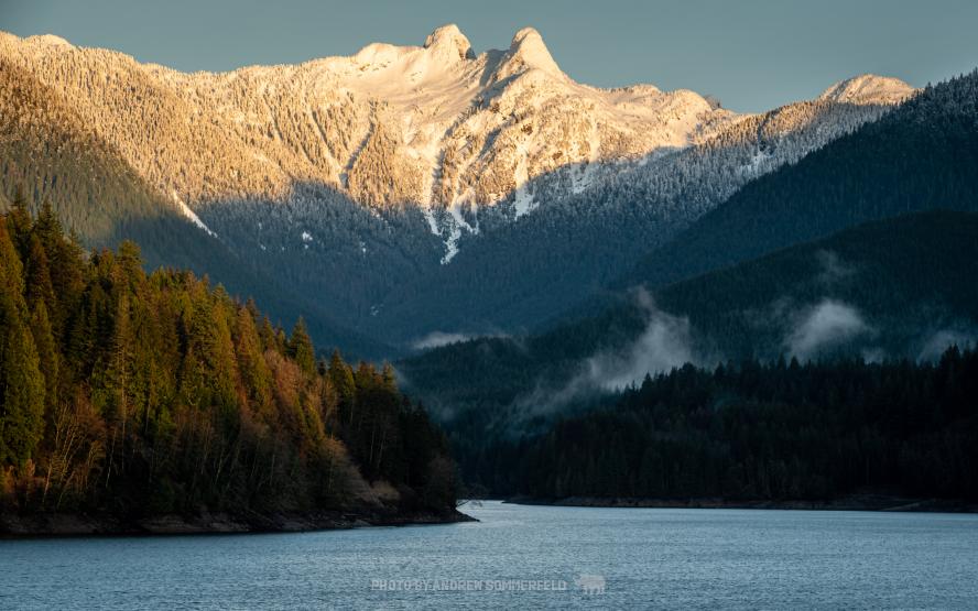 Good Morning, Lions by Andrew Sommerfeld