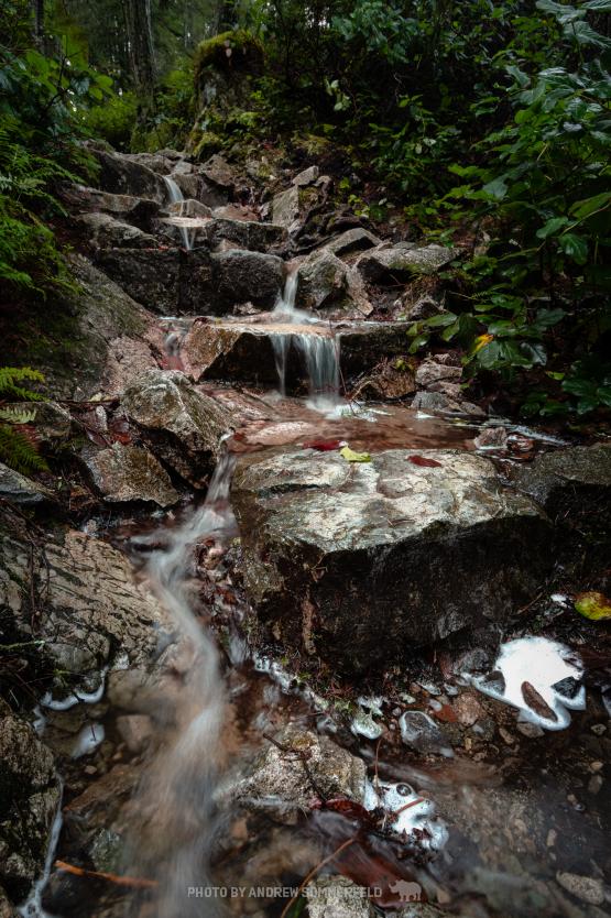 Shore Pine Flow by Andrew Sommerfeld