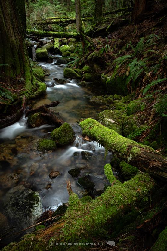 Whyte Creek by Andrew Sommerfeld