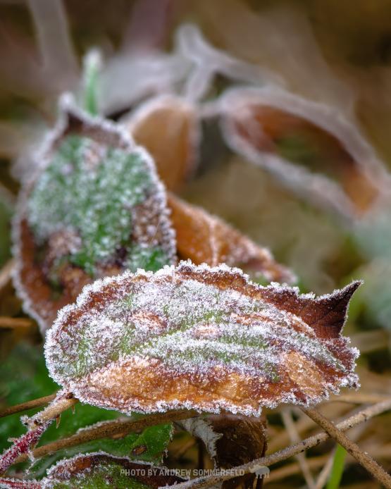 Frosty Trace by Andrew Sommerfeld
