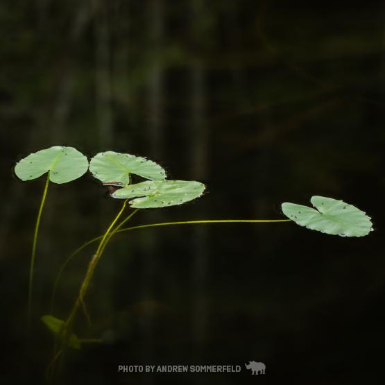 Pads by Andrew Sommerfeld